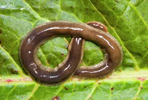 Flatworm: New Zealand Flatworm - Coiled on a leaf