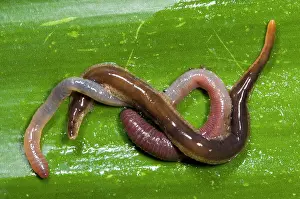 Flatworm: New Zealand Flatworm - eating an earthworm