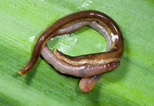 Flatworm: New Zealand Flatworm - eating an earthworm