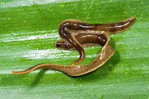 Flatworm: New Zealand Flatworms - mating pair