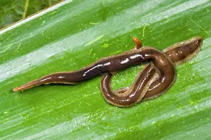 Flatworm: New Zealand Flatworms - mating pair