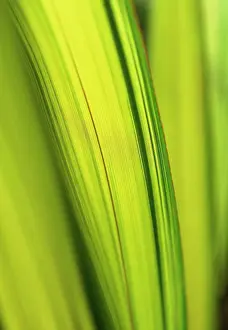 Phormium: New Zealand Flax