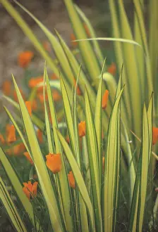 Phormium: New Zealand Flax
