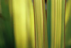 Phormium: New Zealand Flax