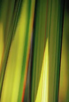 Phormium: New Zealand Flax