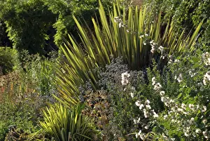 Proportion: New Zealand Flax