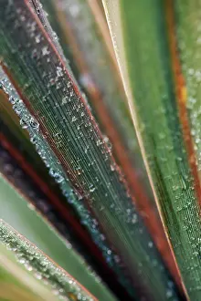 Phormium: New Zealand Flax