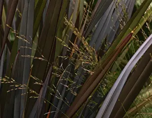 Virgatum: New Zealand Flax
