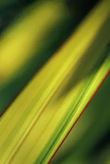 Imaginary: New Zealand Flax