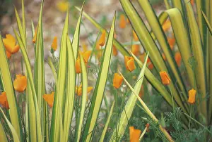 Pointy: New Zealand Flax