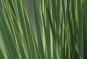 Layers: New Zealand Flax