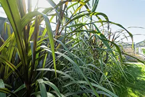Backlighting: New Zealand flax, Phormium tenax purpurea, Phormium