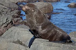 Dozing: New Zealand Fur Seal