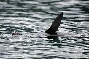 Colin Marshall: New Zealand Fur Seal