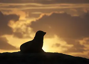 Arctocephalus: New Zealand Fur Seal (Arctocephalus forsteri) s