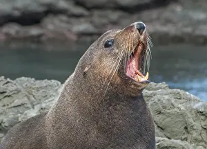 Soaking: New Zealand Fur Seal (Arctocephalus forsteri) s