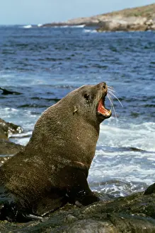 Douglas David Seifert: New Zealand FUR SEAL - bull on shore with open open mouth