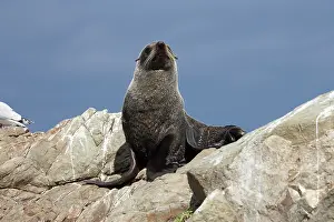 Arctocephalus: New Zealand Fur Seal, Kaikoura Coast, South