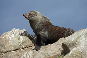 Arctocephalus: New Zealand Fur Seal, Kaikoura Coast, South