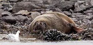Hookers: New Zealand / Hooker's Sea Lion adult lying on beach