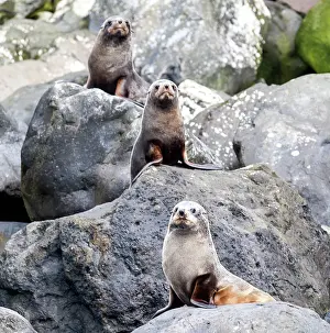 Renato Granieri: New Zealand / Hooker's Sea Lion pups on rocks
