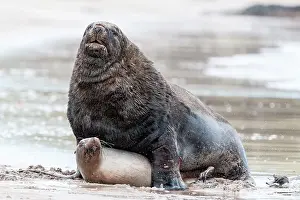New Zealand / Hooker's Sea Lions adults mating on