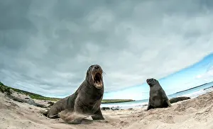 Renato Granieri: New Zealand / Hooker's Sea Lions adults showing