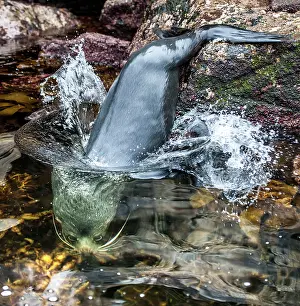 Hookers: New Zealand / Hooker's Sea Lions getting into the water