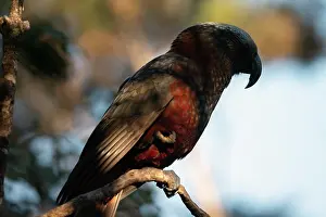 Colin Marshall: New Zealand Kaka Parrot