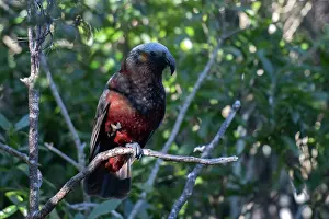 Colin Marshall: New Zealand Kaka Parrot