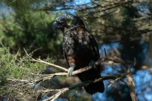 Colin Marshall: New Zealand Kaka Parrot