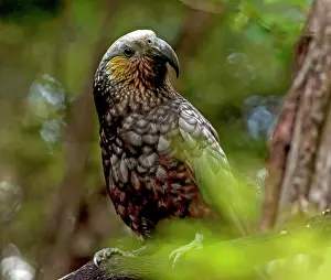Kaka: New Zealand Kaka on tree