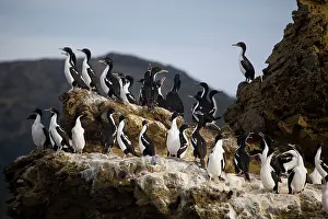 Carunculatus: New Zealand King Shag / Rough-faced Shag