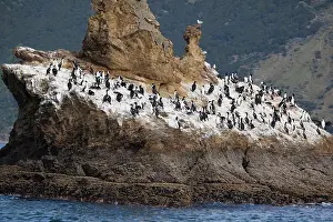 Carunculatus: New Zealand King Shag / Rough-faced Shag On Duffers