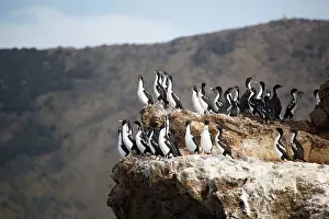 Carunculatus: New Zealand King Shag / Rough-faced Shag On Duffers Reef