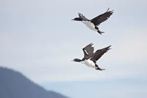 Carunculatus: New Zealand King Shag / Rough-faced Shag - in flight