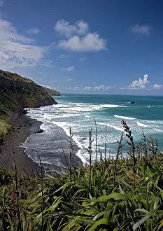 Muriwai: New Zealand - Muriwai beach, with New Zealand flax