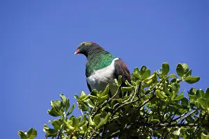Novaeseelandiae: New Zealand Native Pigeon