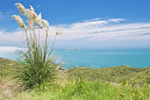 Cortaderia: New Zealand, North Island, Cape Reinga