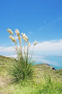 Cortaderia: New Zealand, North Island, Cape Reinga