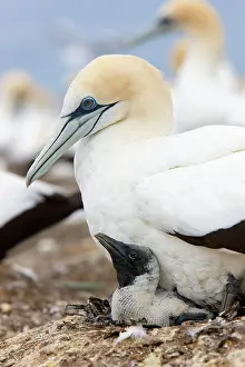 Sulidae: New Zealand, North Island, Hawke's Bay