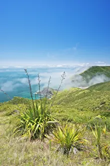 Phormium: New Zealand, North Island, Misty Cape Reinga