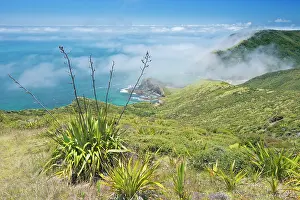 Phormium: New Zealand, North Island, Misty Cape Reinga