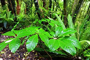 Fredrik: New Zealand, Otago, Catlins. Native forest