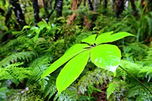 Fredrik: New Zealand, Otago, Catlins. Native forest