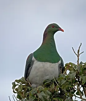 Novaeseelandiae: New Zealand Pigeon
