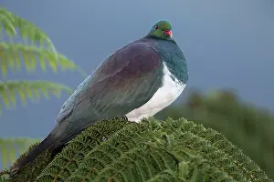 Novaeseelandiae: New Zealand Pigeon / Kereru