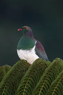 Novaeseelandiae: New Zealand Pigeon / Kereru