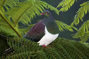 Novaeseelandiae: New Zealand Pigeon / Kereru