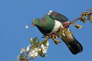Novaeseelandiae: New Zealand Pigeon / Kereru